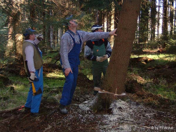G. der Baum wehrt sich